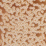 Fibres creuses